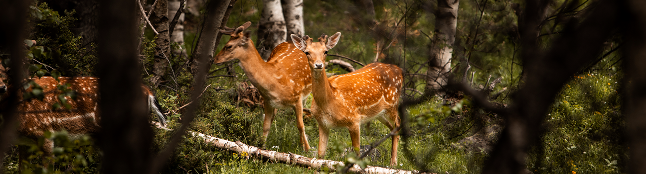 Pourquoi surveiller les maladies de la faune sauvage ?